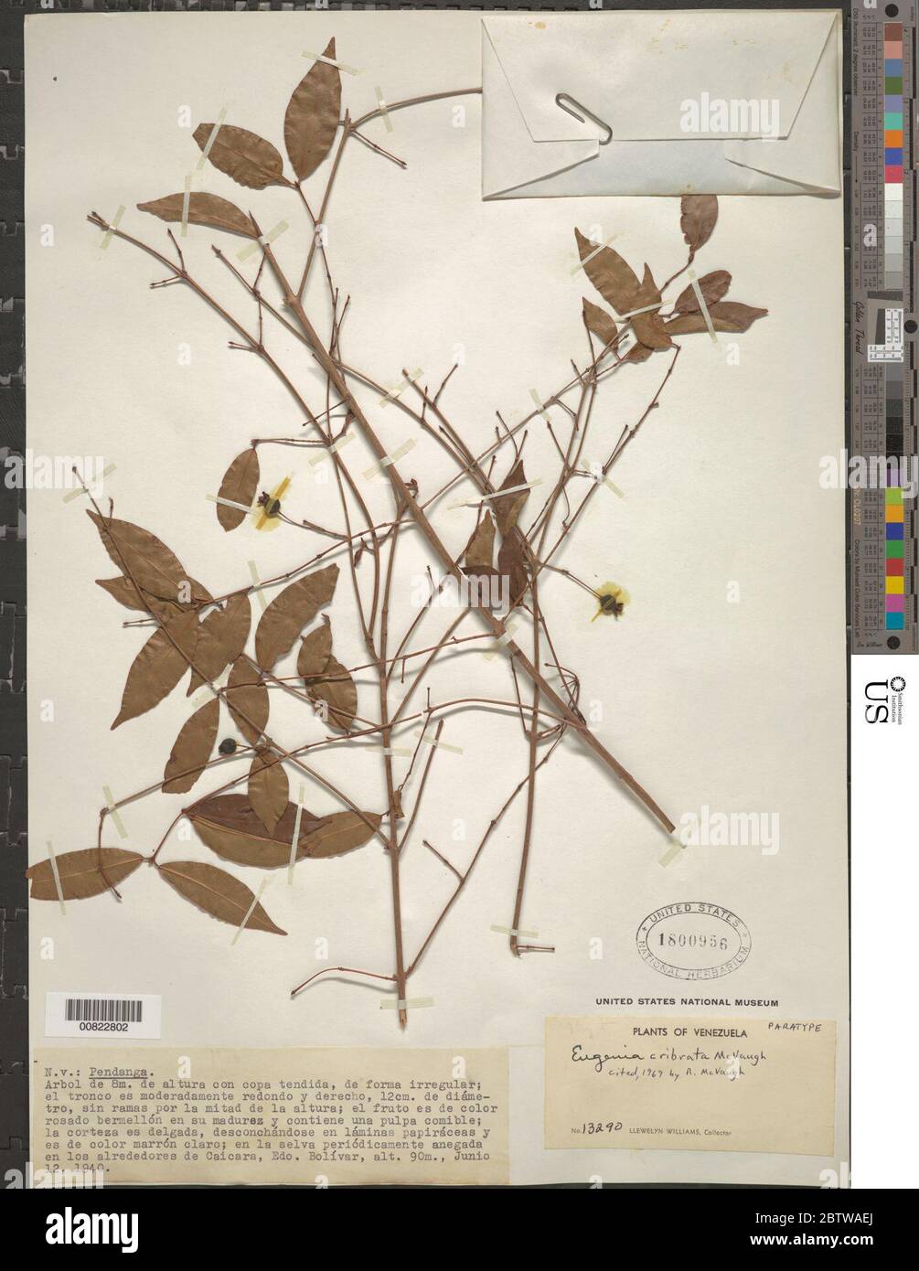 Cribrata hires stock photography and images Alamy