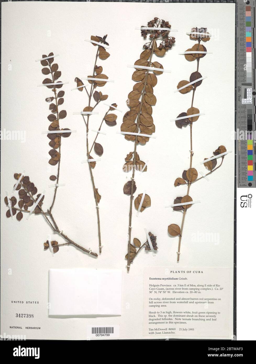 Exostema myrtifolium Griseb. Stock Photo