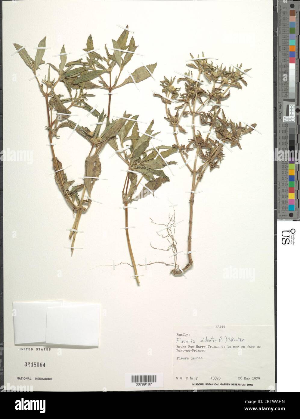 Flaveria bidentis L Kuntze. Stock Photo