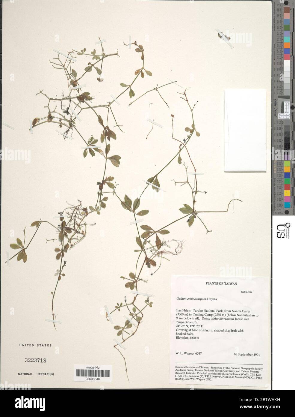 Galium echinocarpum Hayata. Stock Photo