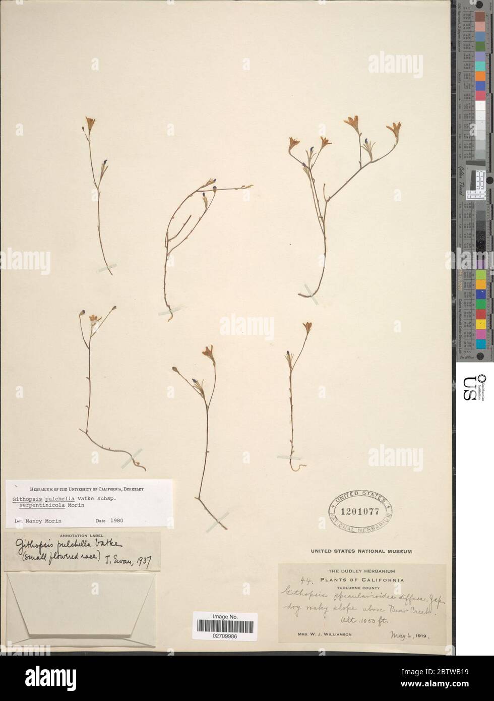 Githopsis pulchella subsp serpentinicola Morin. Stock Photo