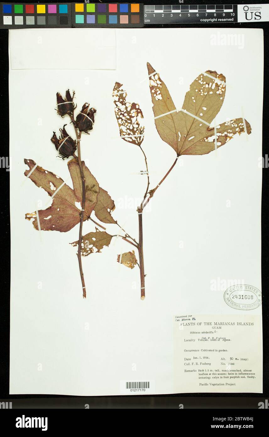 Hibiscus sabdariffa L. Stock Photo