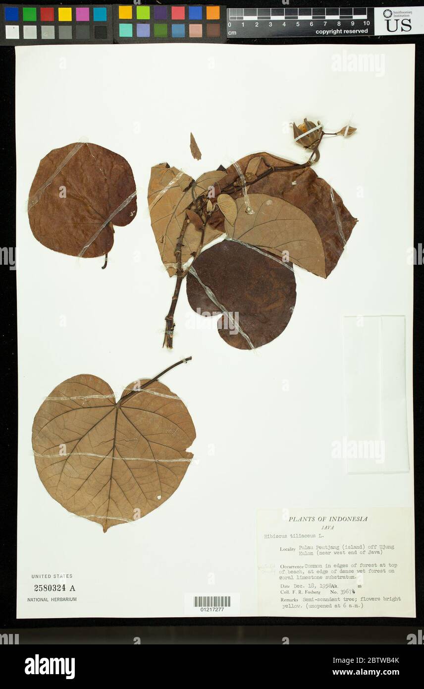 Hibiscus tiliaceus L. Stock Photo
