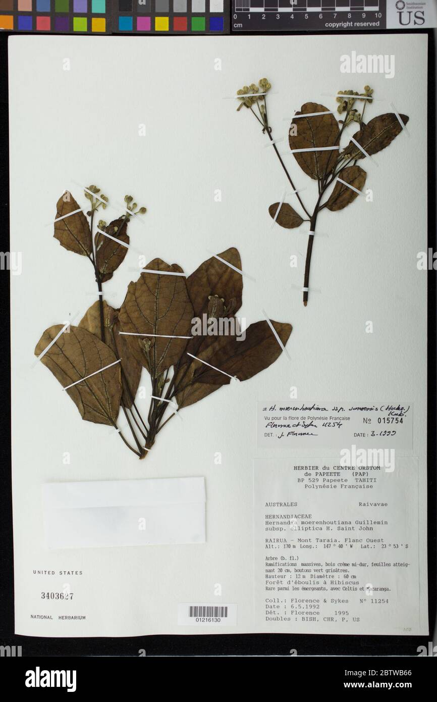 Hernandia moerenhoutiana subsp samoensis Hochr Kubitzki. Stock Photo