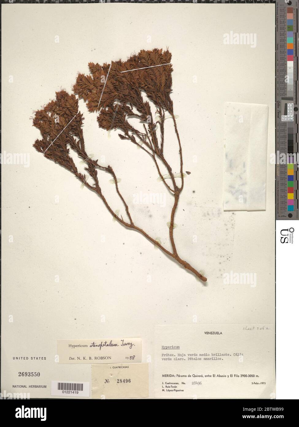 Hypericum stenopetalum Turcz. Stock Photo