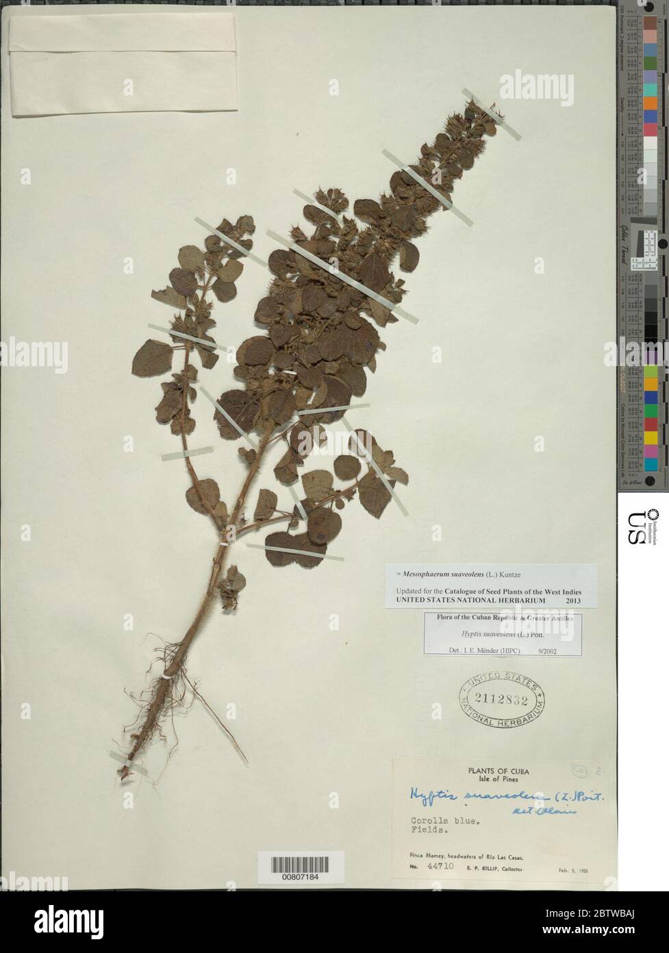 Hyptis suaveolens L Poit Stock Photo - Alamy