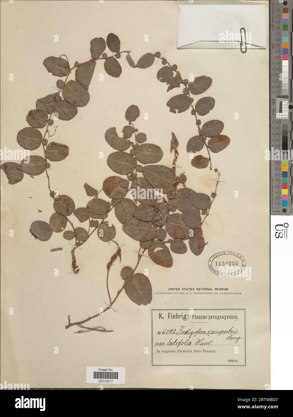 Indigofera latifolia Micheli. Stock Photo