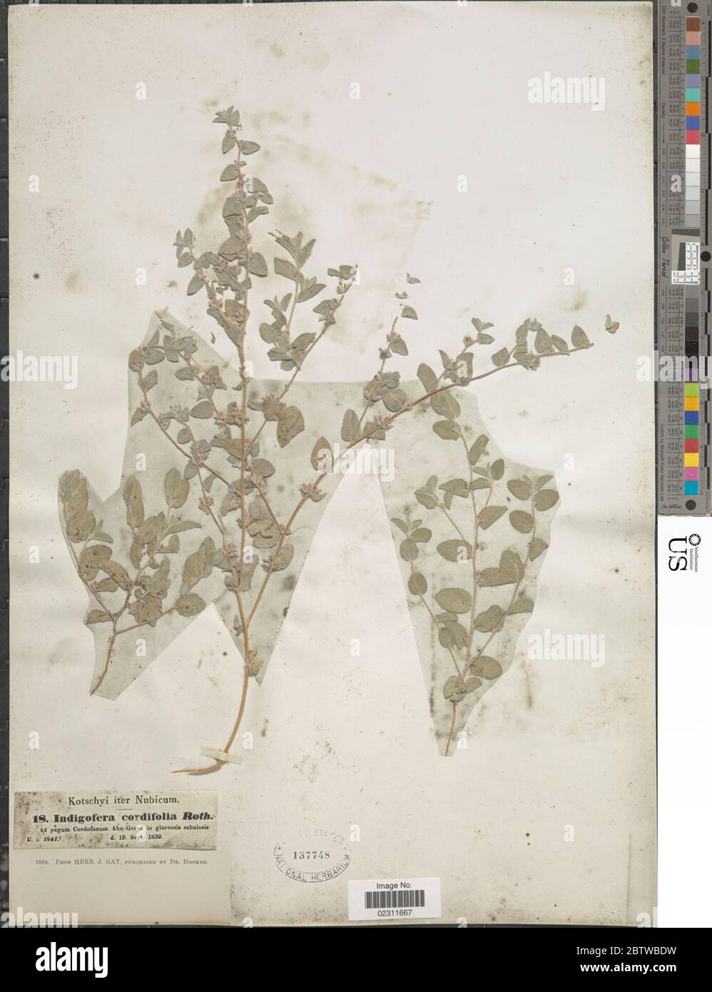 Indigofera cordifolia Roth. Stock Photo