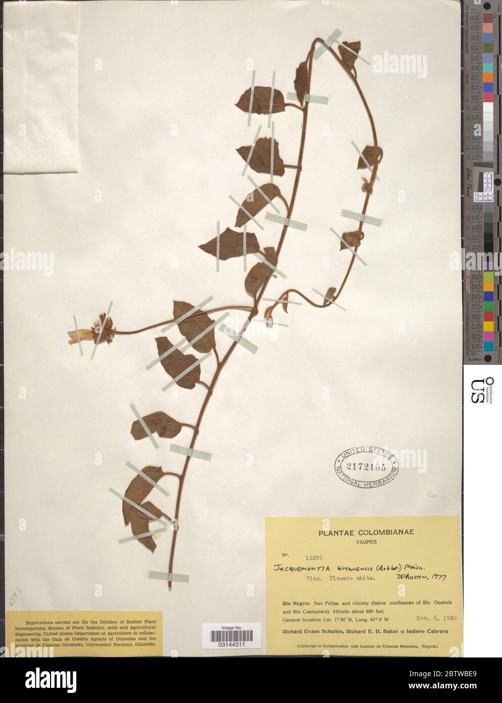 Jacquemontia guyanensis Aubl Meisn. Stock Photo