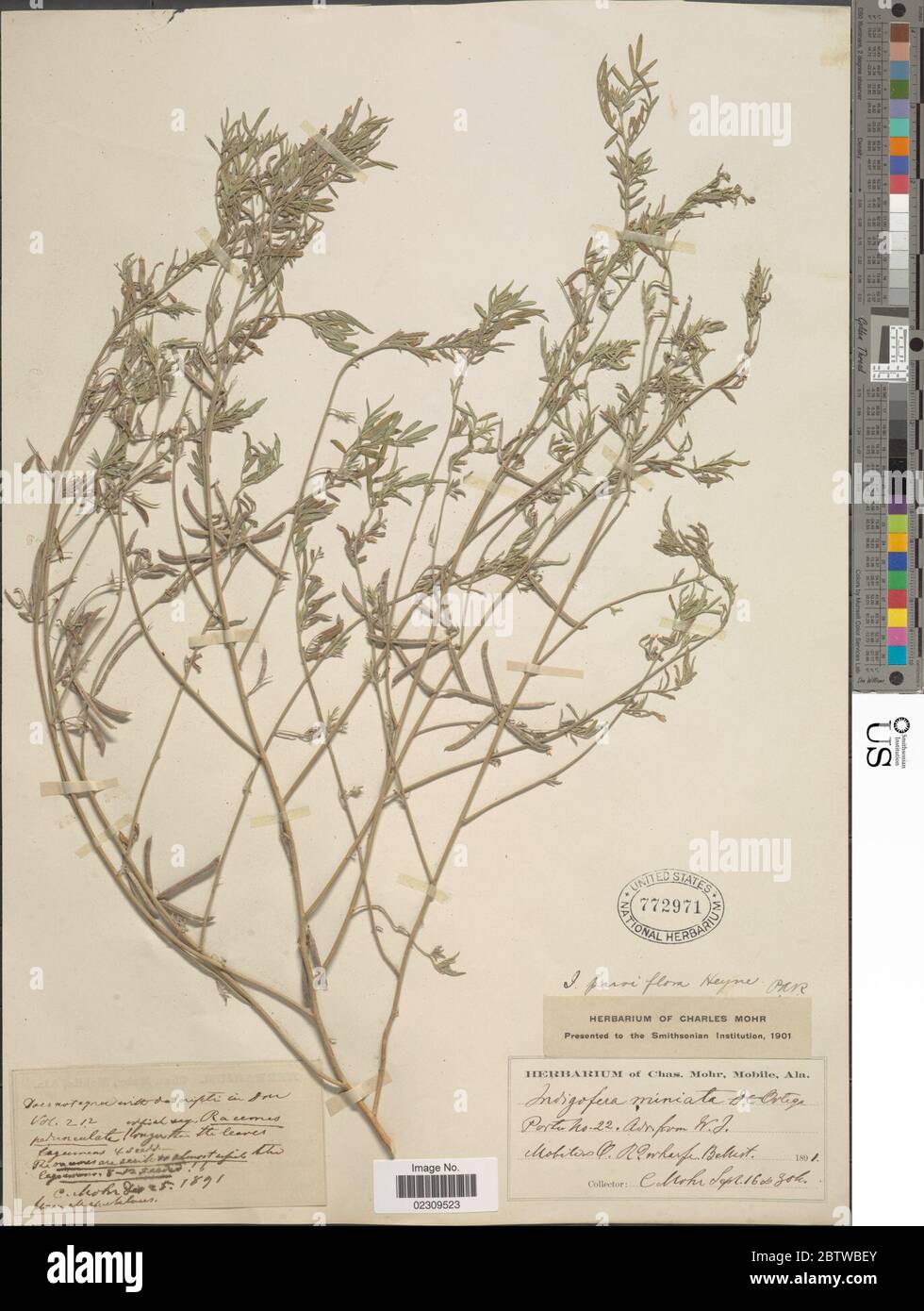 Indigofera parviflora F Heyne ex Hook Arn. Stock Photo