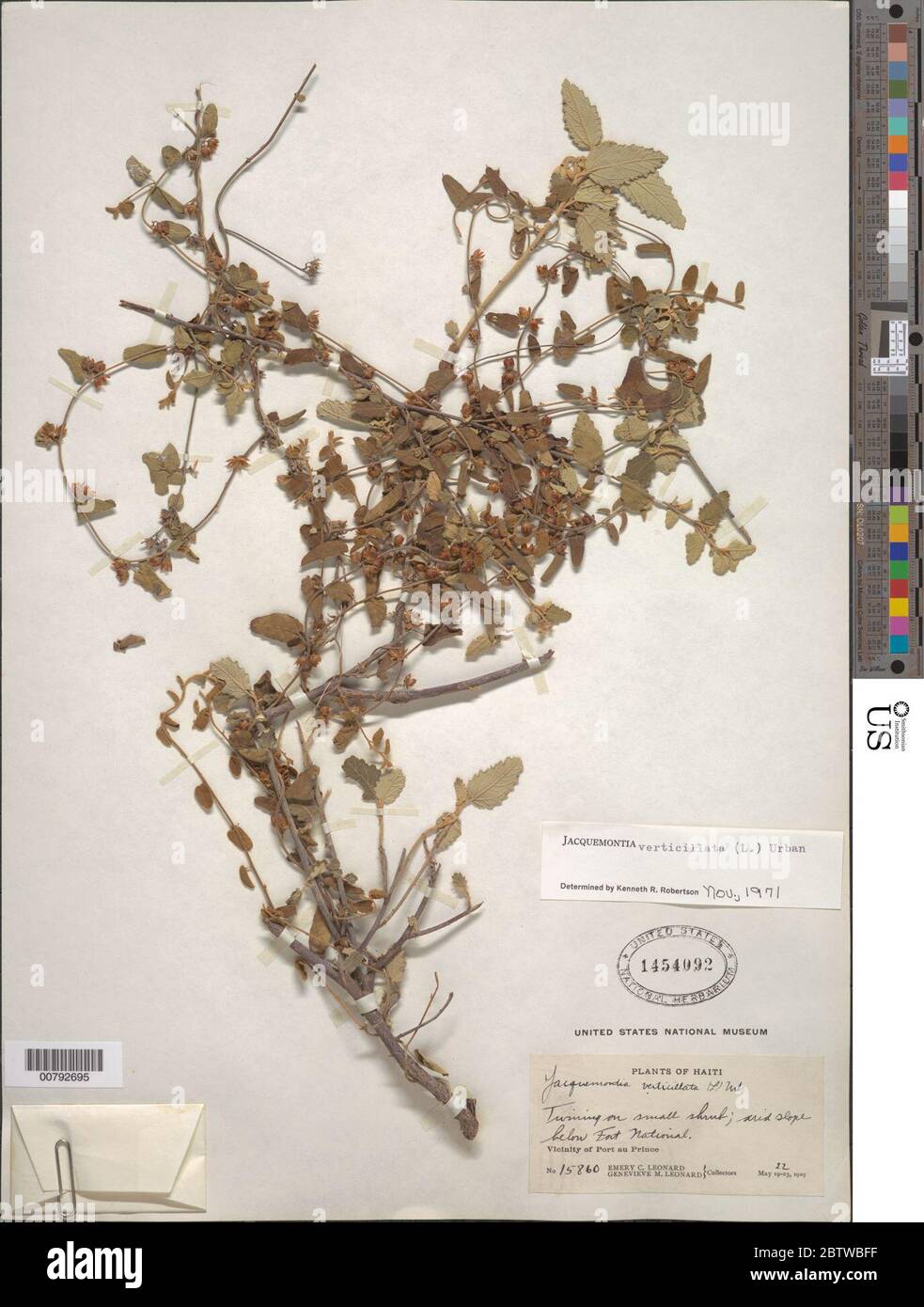 Jacquemontia verticillata L Urb. Stock Photo