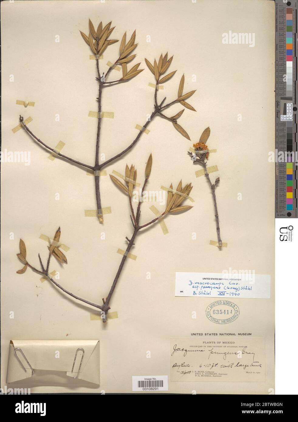 Jacquinia macrocarpa subsp pungens Cav. Stock Photo