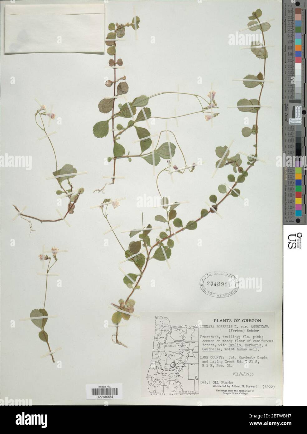 Linnaea borealis L. Stock Photo