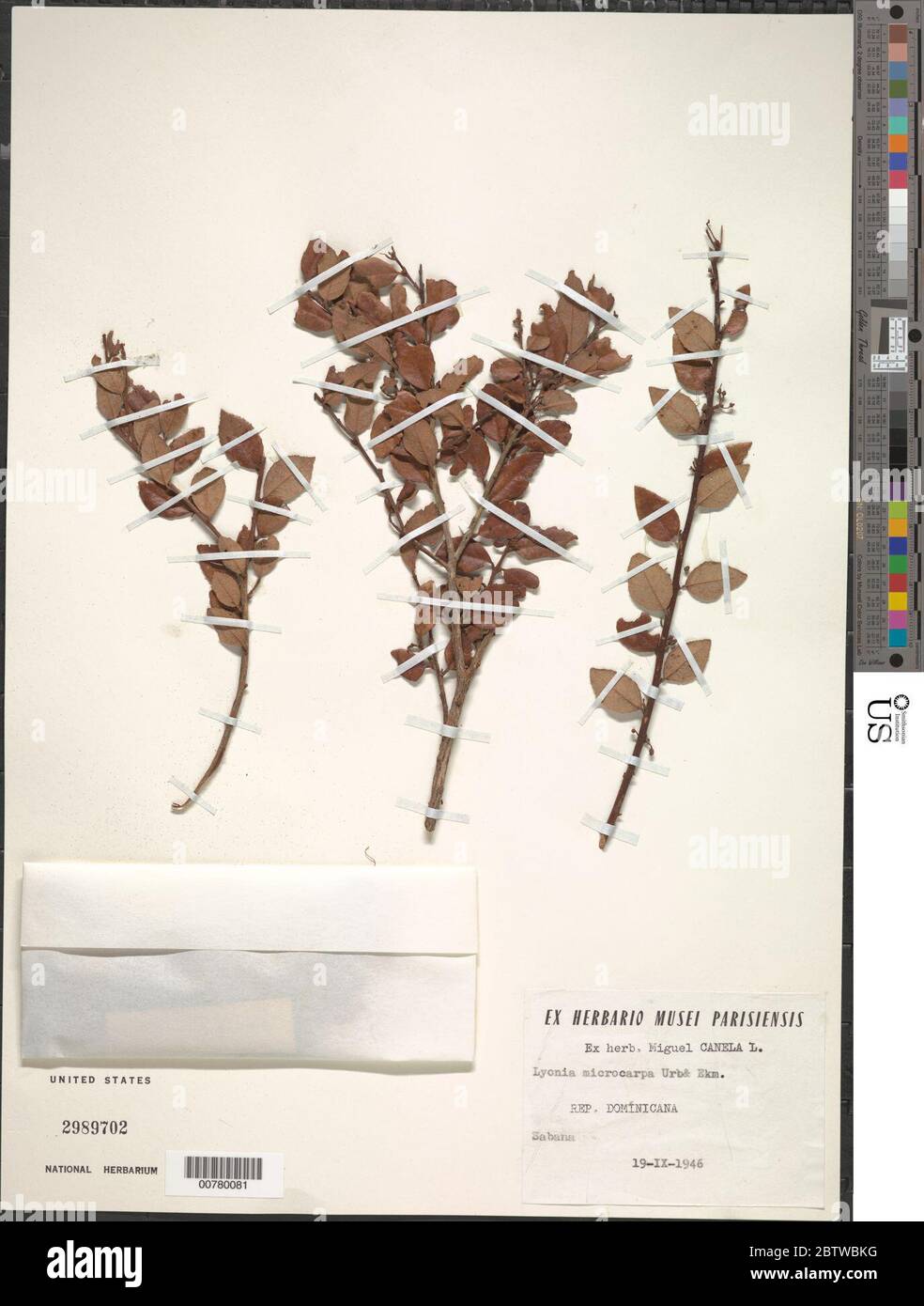 Lyonia microcarpa Urb Ekman. Stock Photo