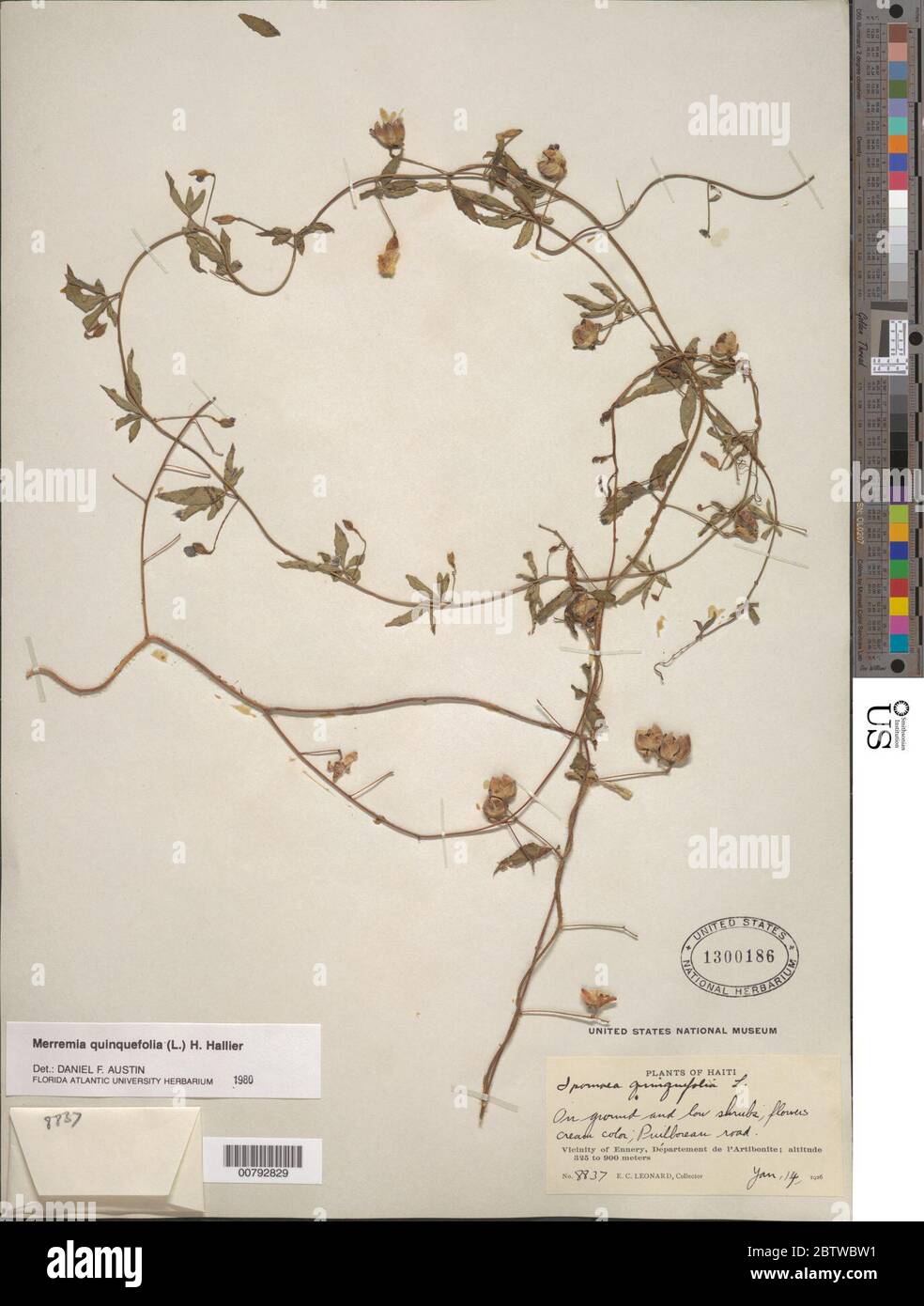 Merremia quinquefolia L Hallier f. Stock Photo