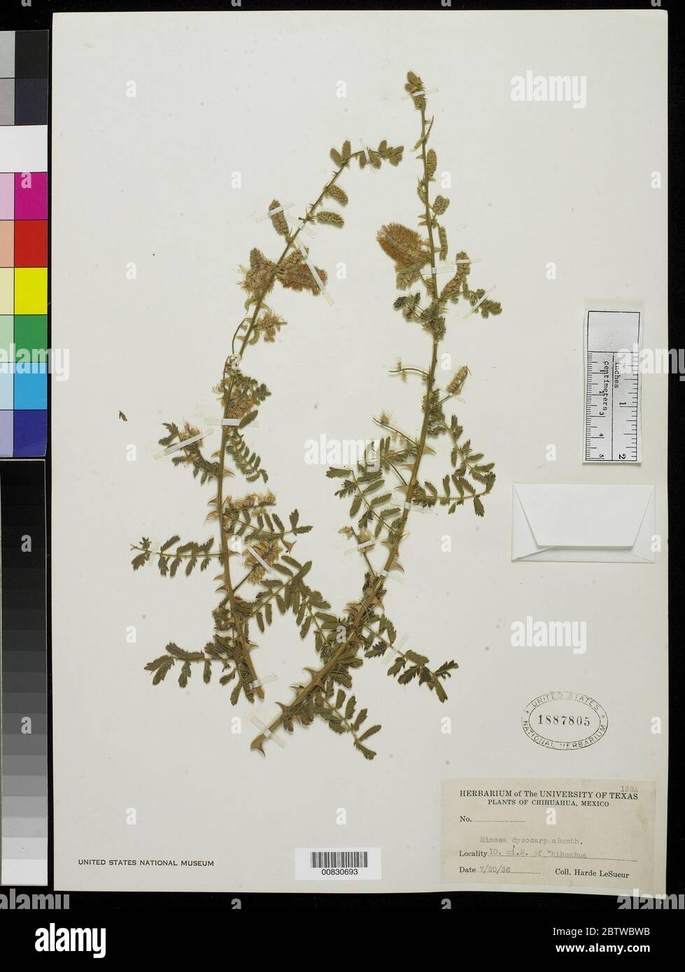 Mimosa dysocarpa Benth ex A Gray. Stock Photo
