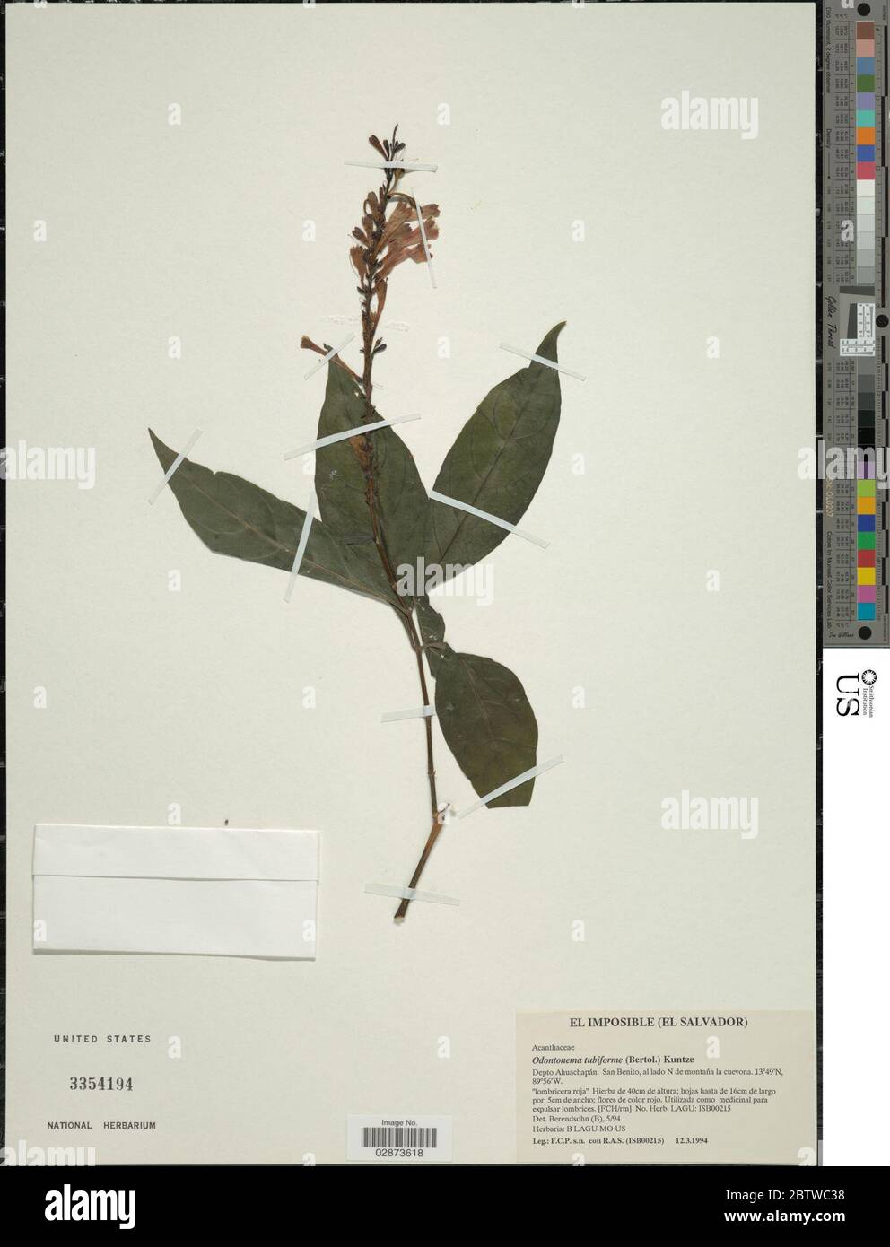 Odontonema tubaeforme Bertol Kuntze. Stock Photo