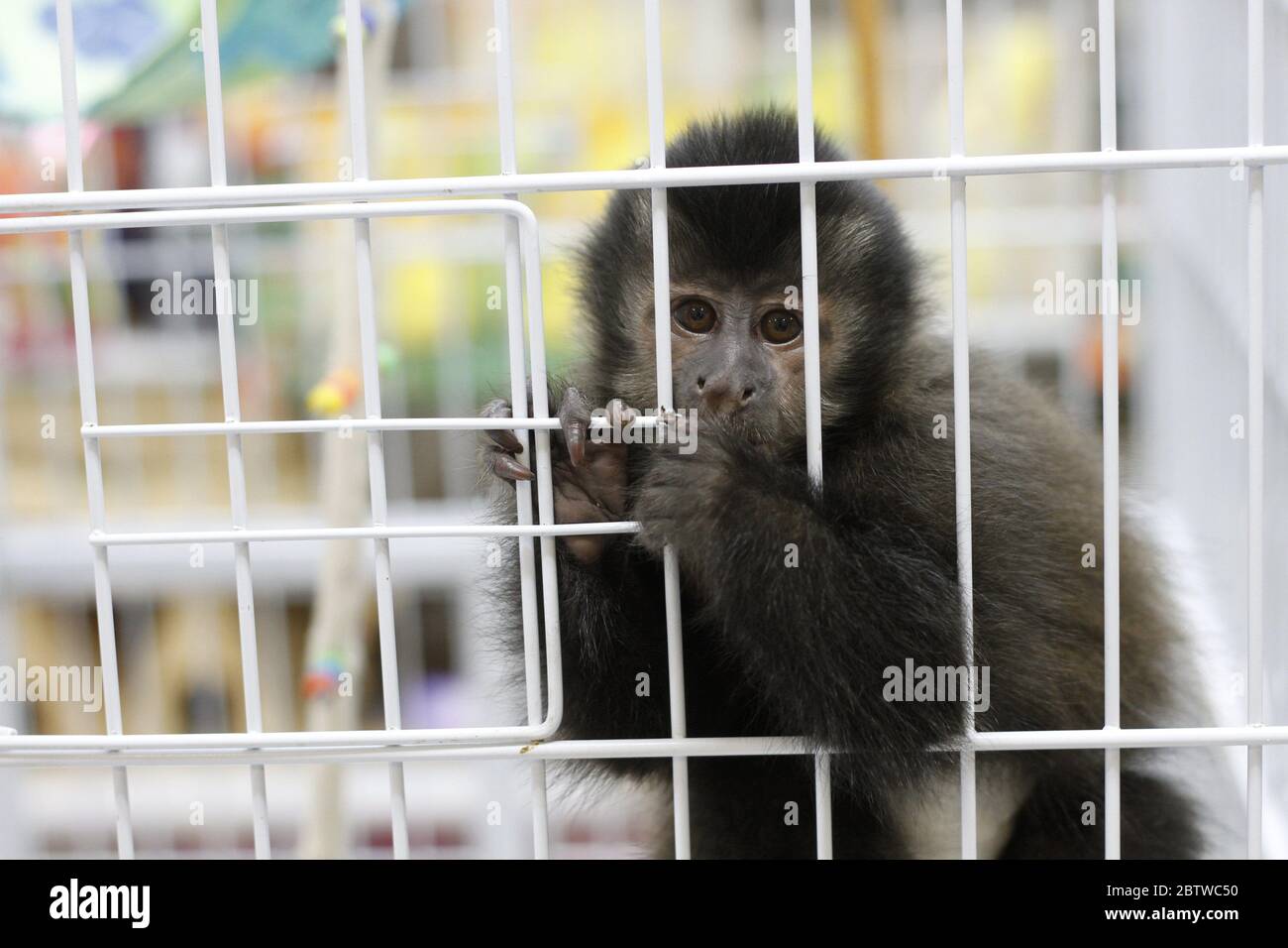 Baby monkey in a cage facing camera, sad. A vulnerable rescued hatchling Robust Capuchin Monkey (Sapajus specie). Wild animal domesticated, pet. Stock Photo