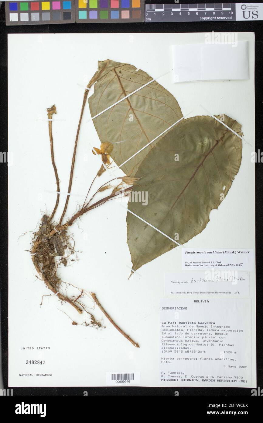 Paradrymonia buchtienii Mansf Wiehler. Stock Photo