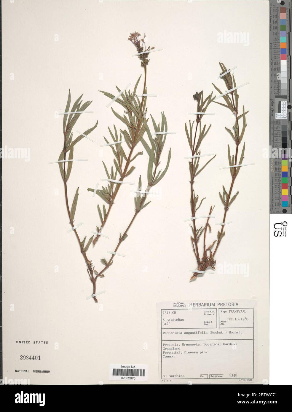 Pentanisia angustifolia Hochst Hochst. Stock Photo