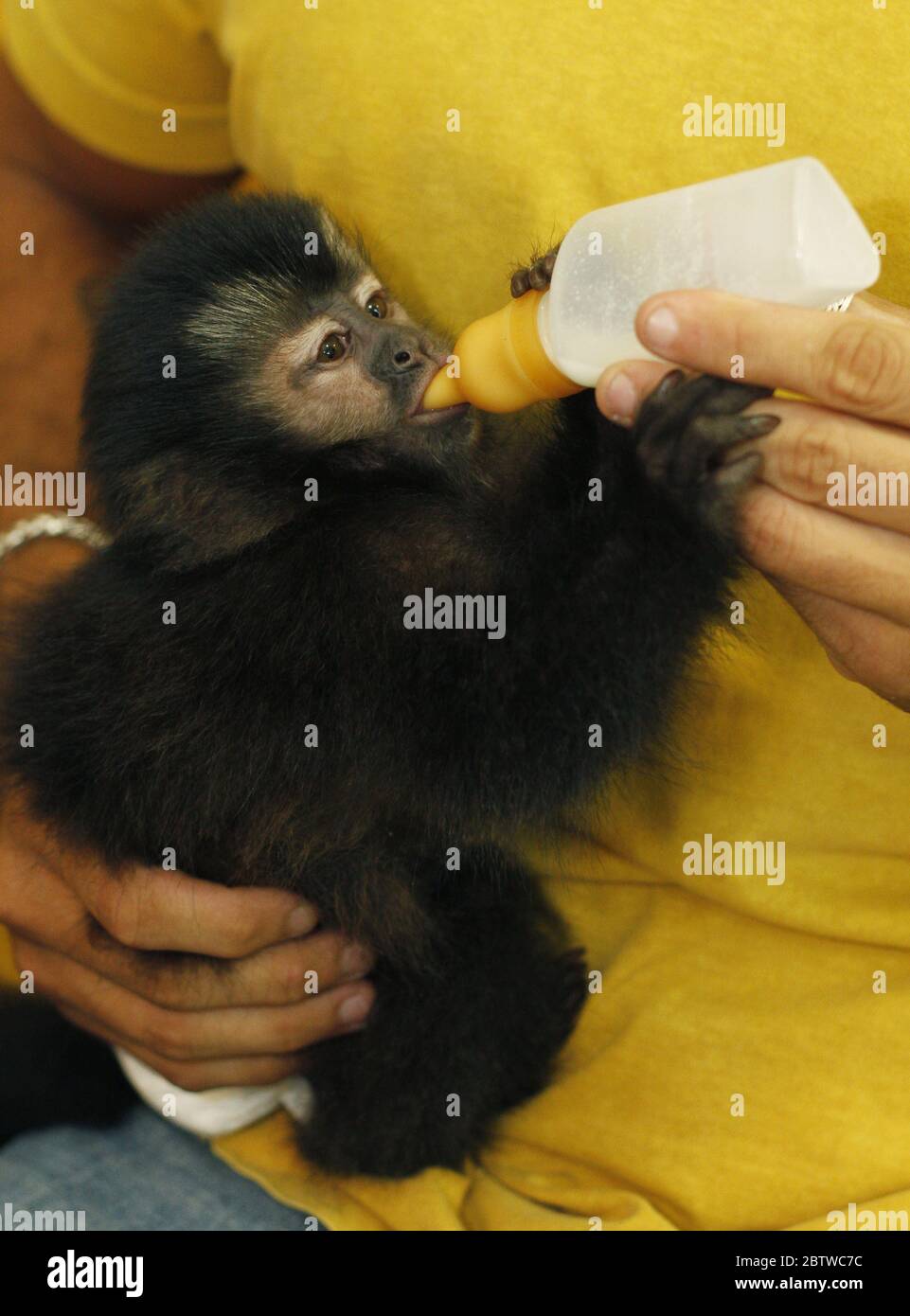 Baby monkey takes milk. A vulnerable rescued hatchling Robust Capuchin Monkey (Sapajus specie) receives help care. Wild animal domesticated. Stock Photo