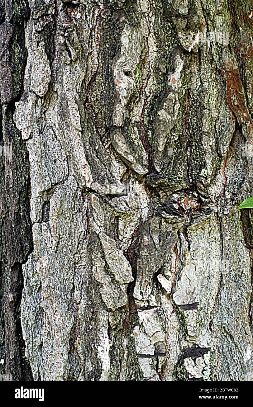 Pinus caribaea Morelet var caribaea. Stock Photo