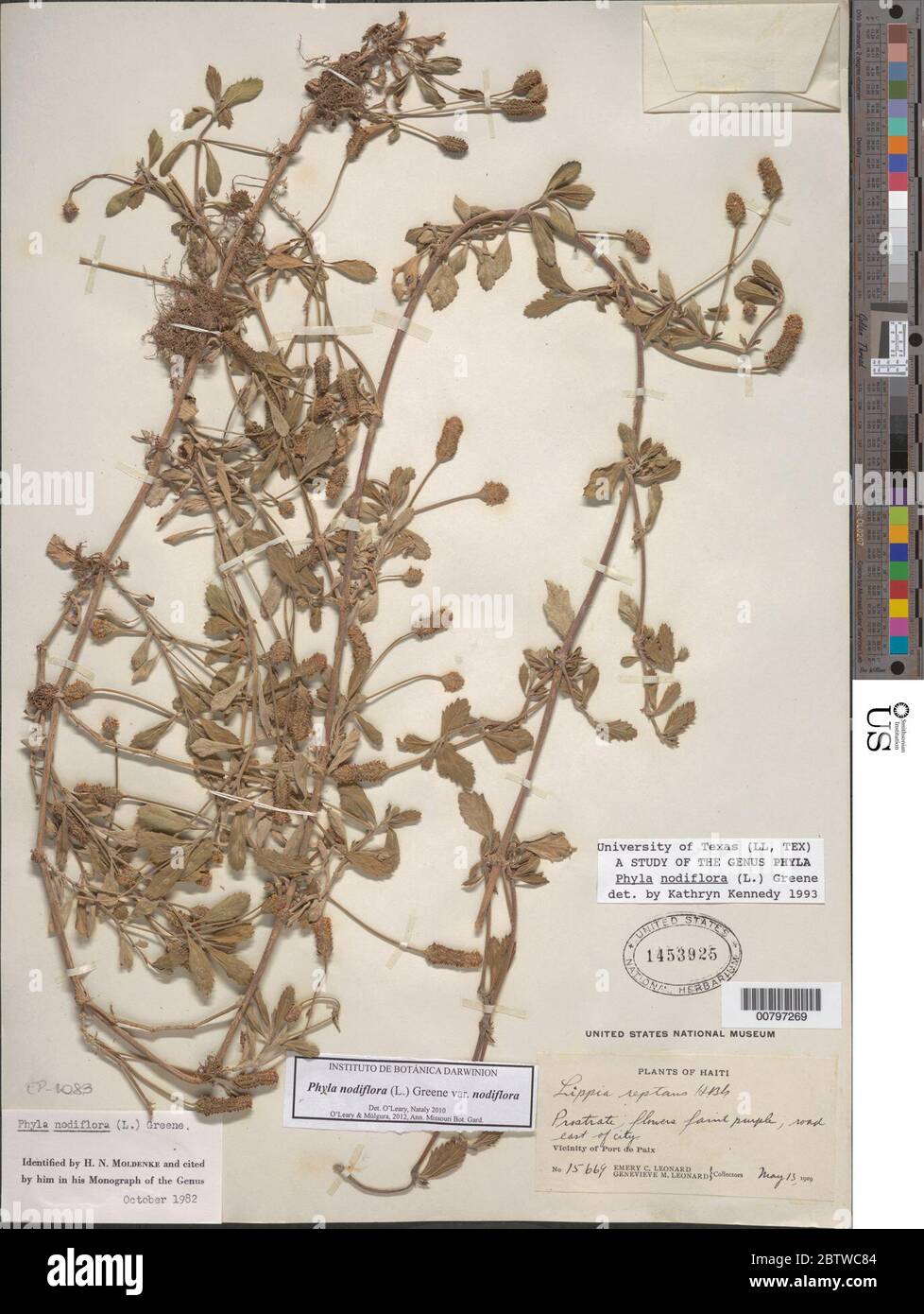 Phyla nodiflora L Greene. Stock Photo