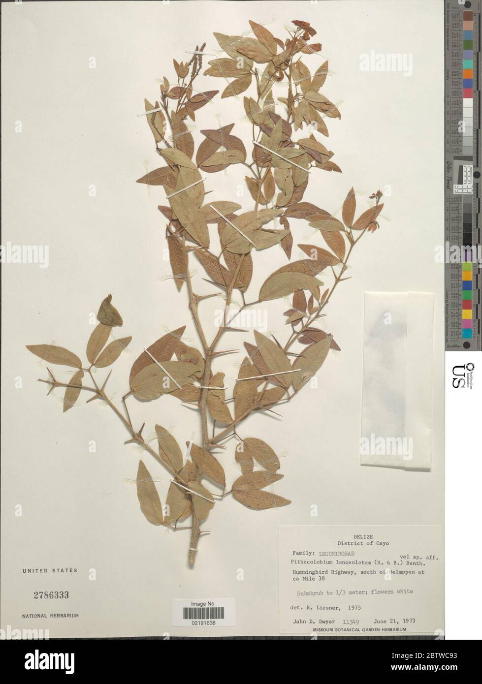 Pithecellobium lanceolatum Willd Benth. Stock Photo