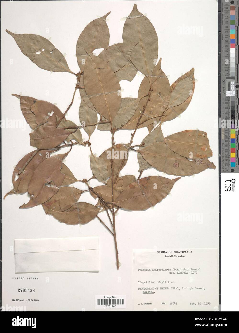Pouteria reticulata Engl Eyma. Stock Photo
