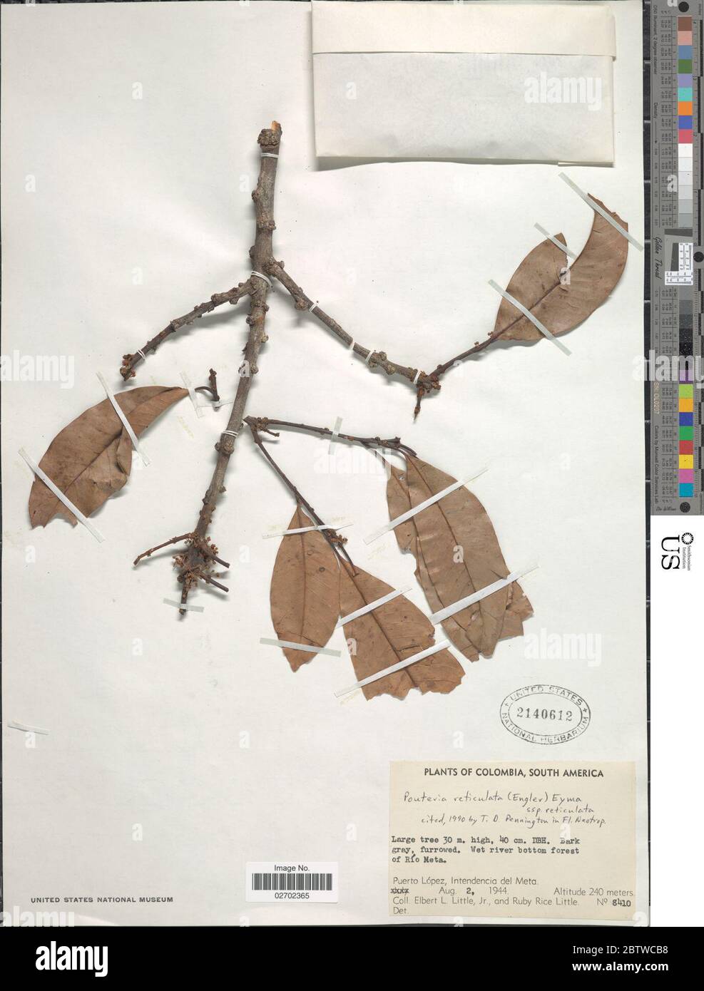 Pouteria reticulata Engl Eyma subsp reticulata. Stock Photo