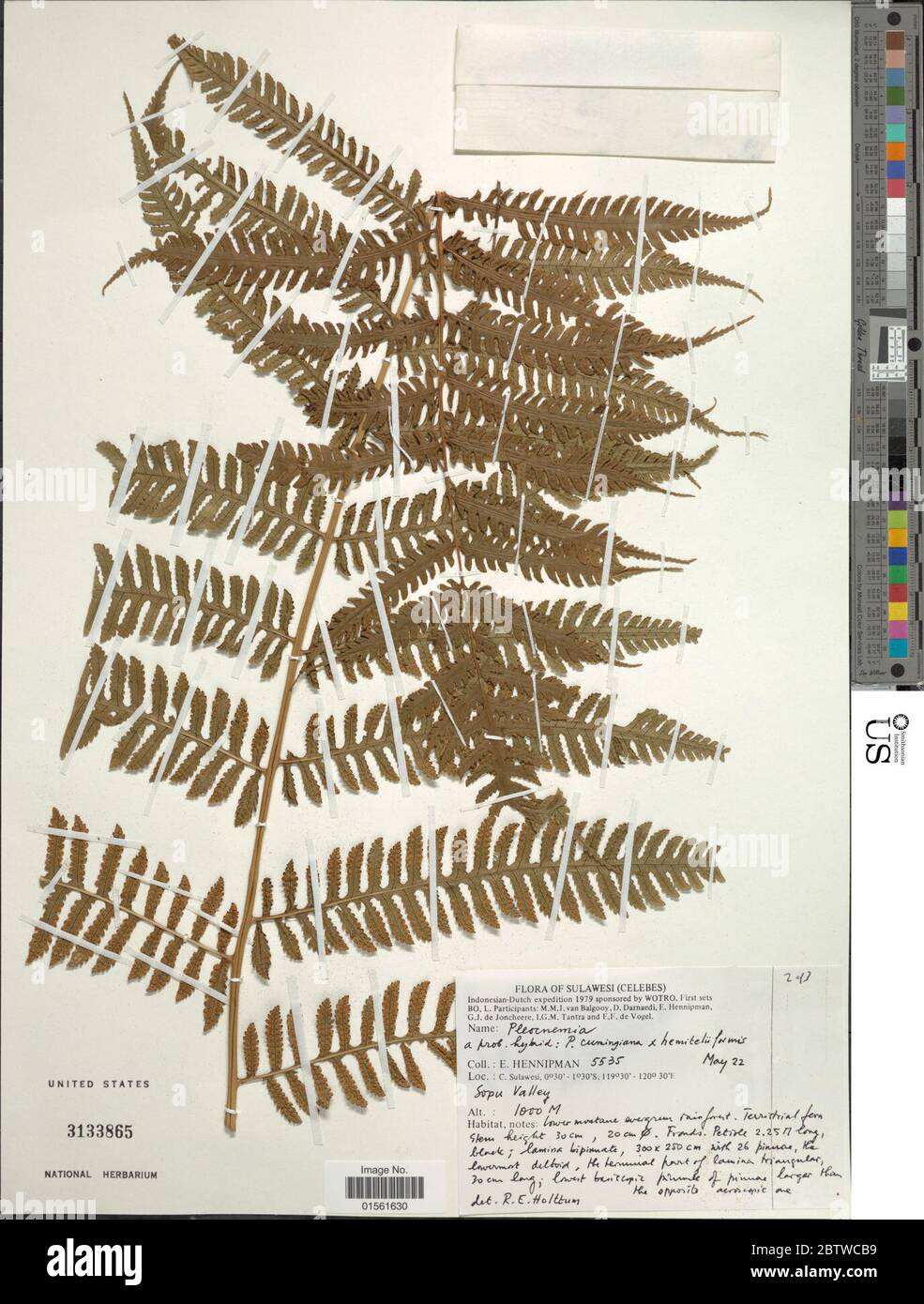 Pleocnemia cumingiana C Presl x P hemiteliiformis Racib Holttum. Stock Photo