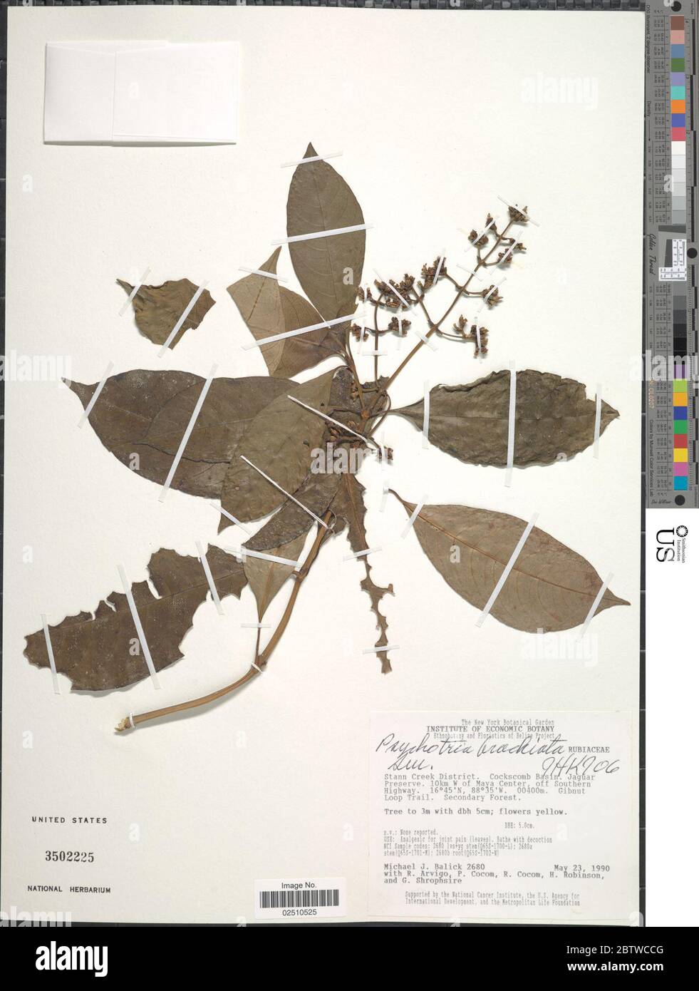Psychotria brachiata Sw. Stock Photo
