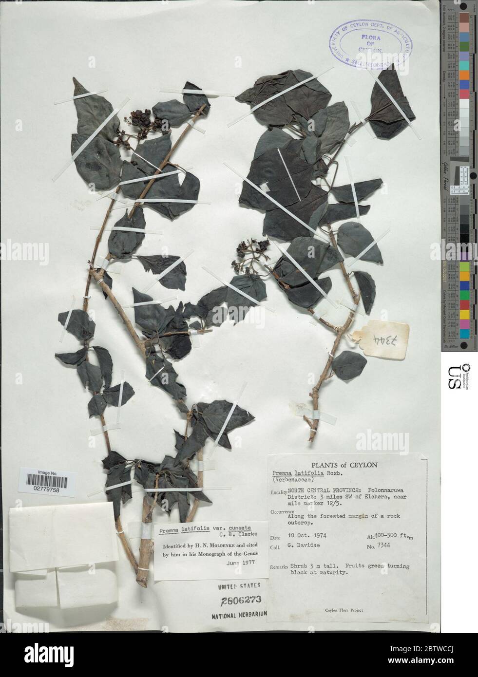 Premna latifolia. Stock Photo
