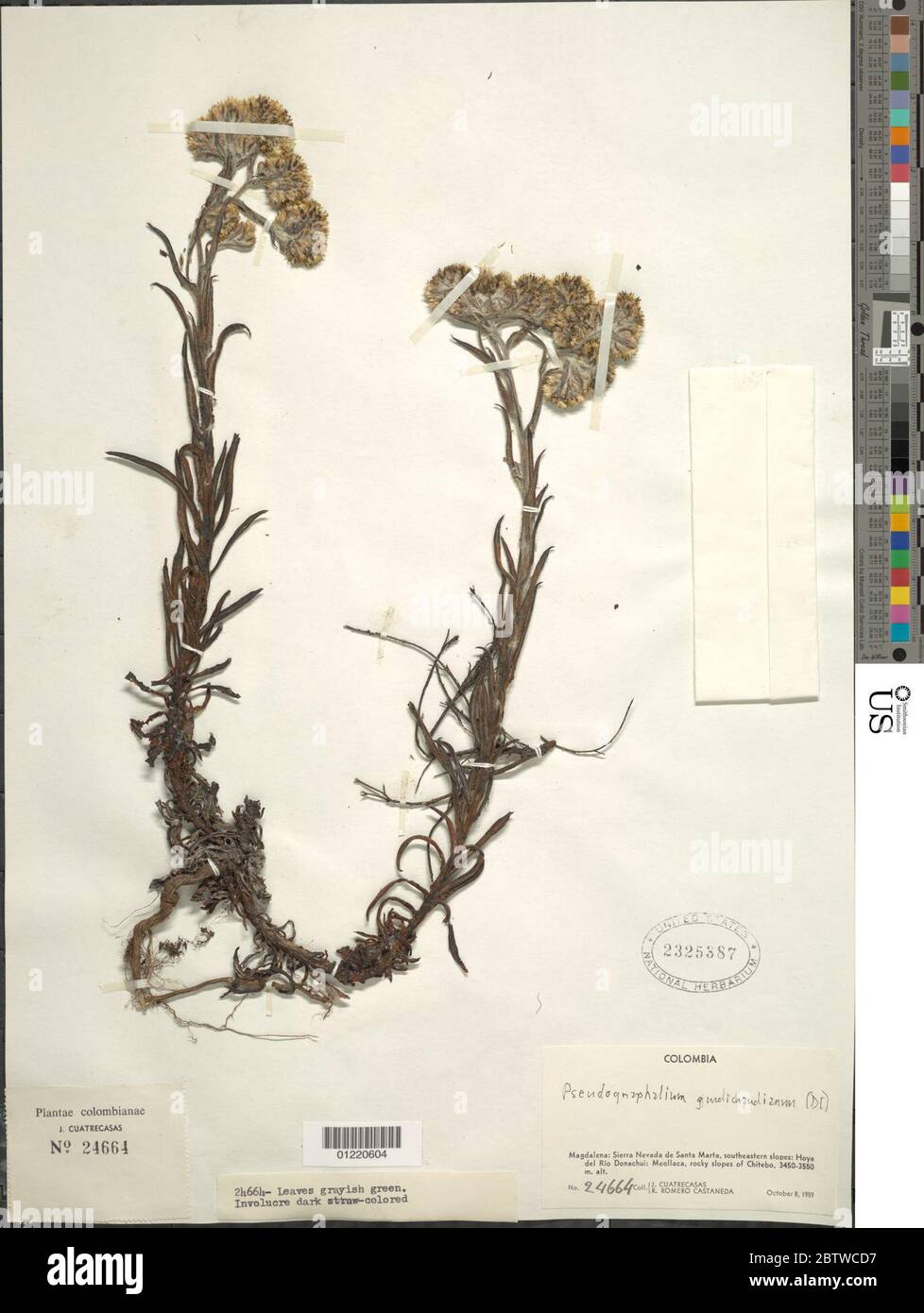 Pseudognaphalium gaudichaudianum DC Anderb. Stock Photo