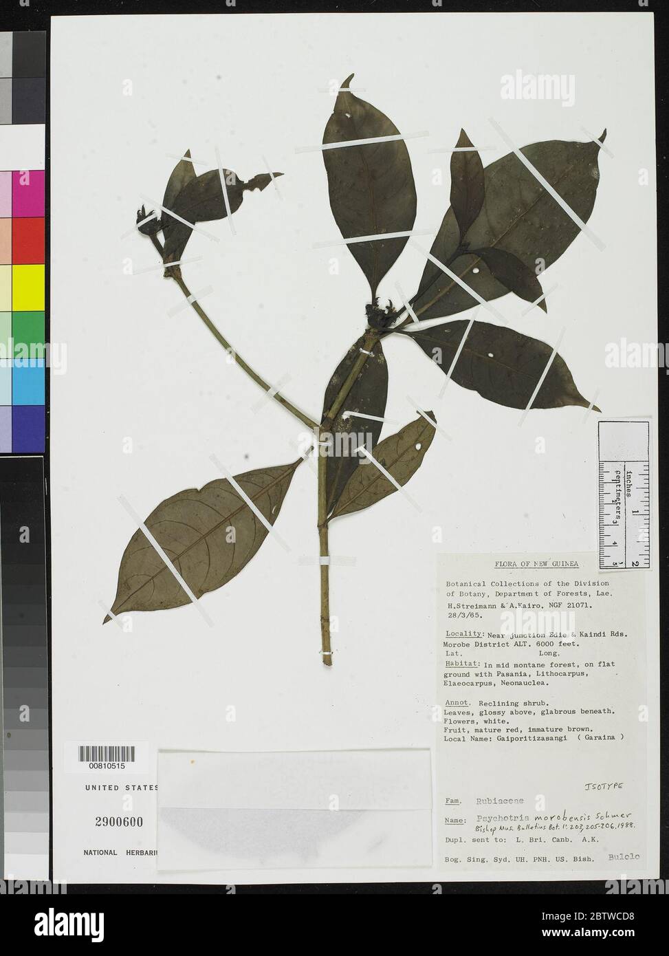 Psychotria morobensis Sohmer. Stock Photo