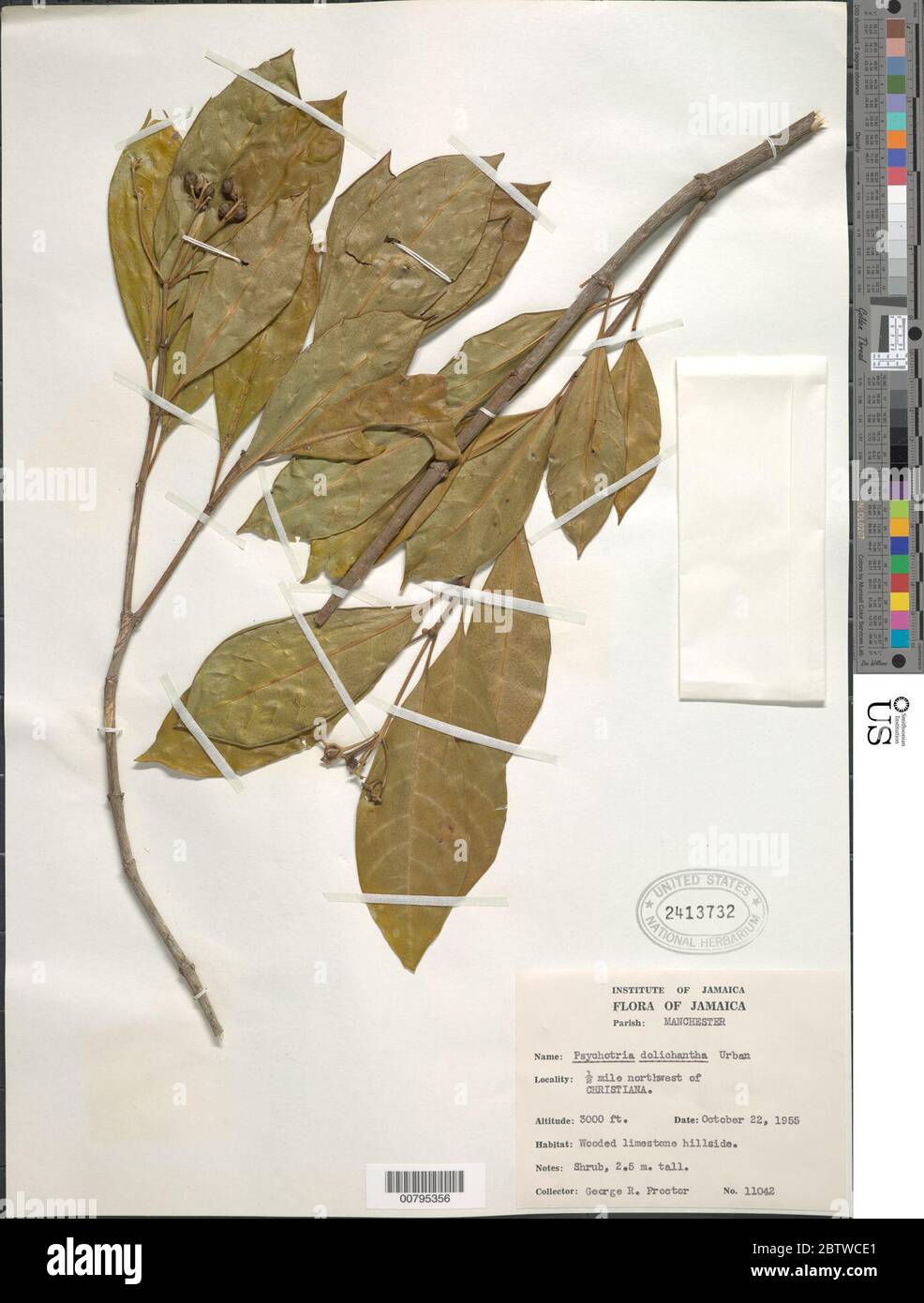 Psychotria dolichantha Urb. Stock Photo