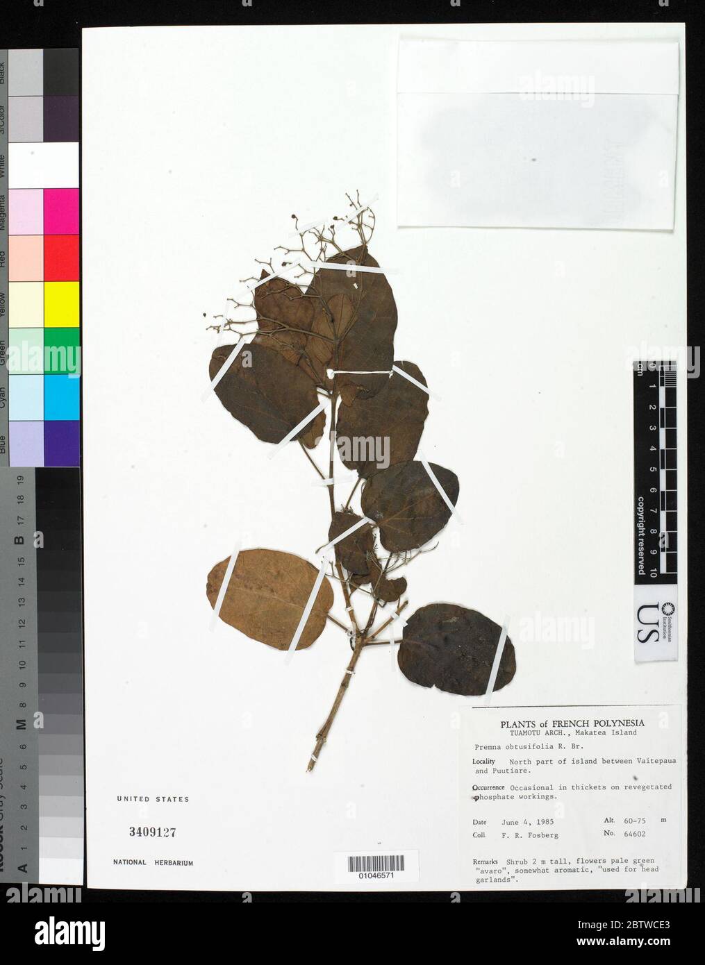 Premna obtusifolia Aiton. Stock Photo