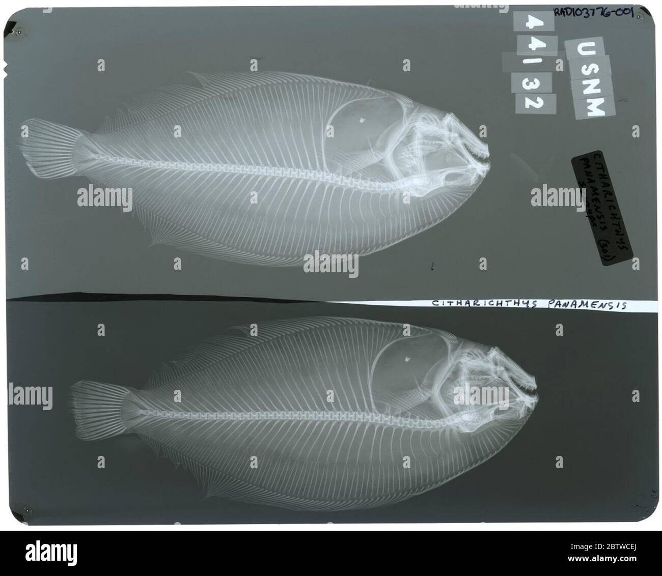 Citharichthys panamensis Steindachner. Radiograph is of a syntype; The Smithsonian NMNH Division of Fishes uses the convention of maintaining the original species name for type specimens designated at the time of description. The currently accepted name for this species is Cyclopsetta panamensis.25 Oct 20181 Stock Photo