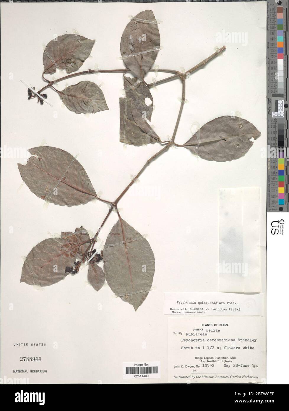 Psychotria quinqueradiata Pol. Stock Photo