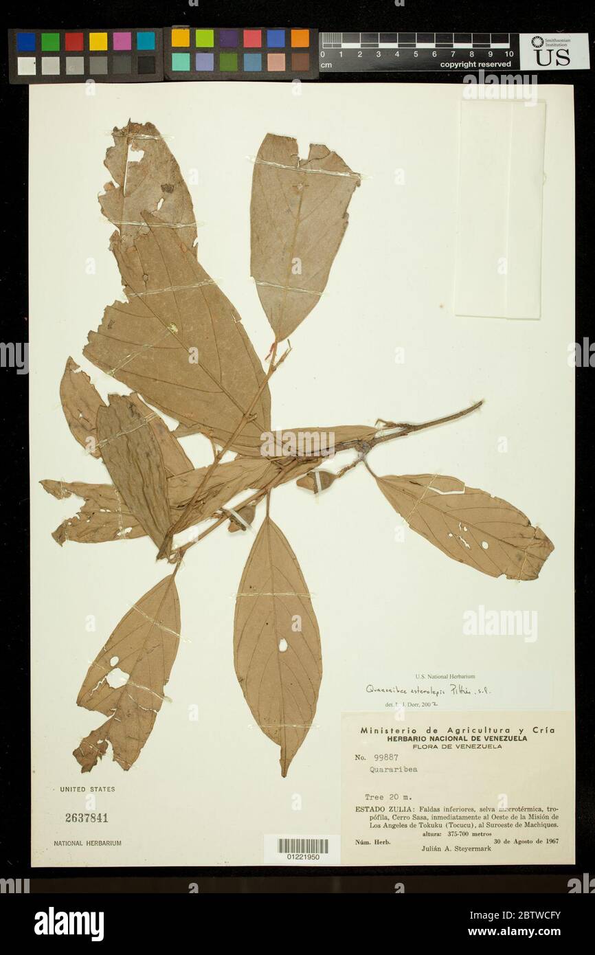 Quararibea asterolepis Pittier. Stock Photo
