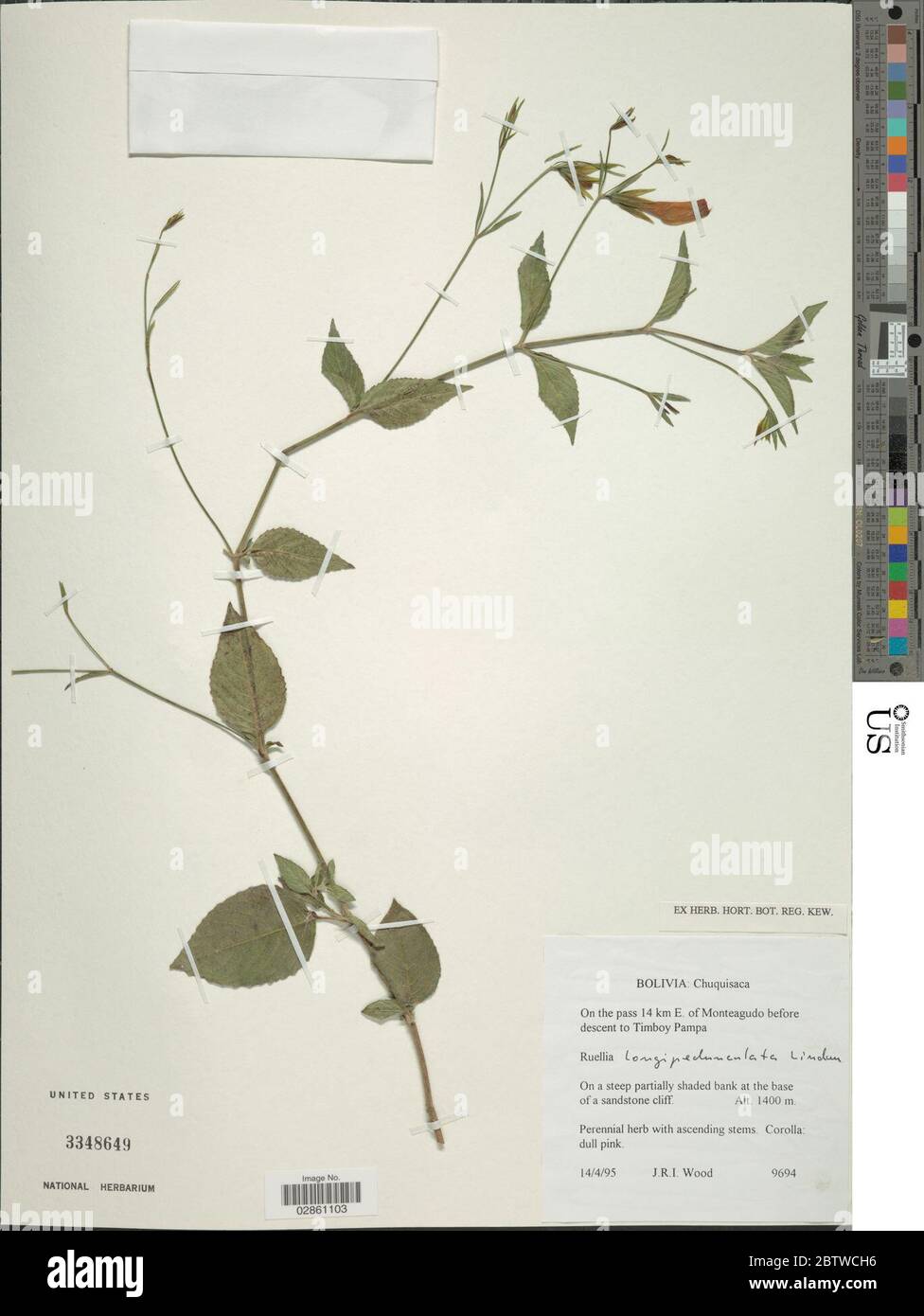 Ruellia longipedunculata Lindau. Stock Photo