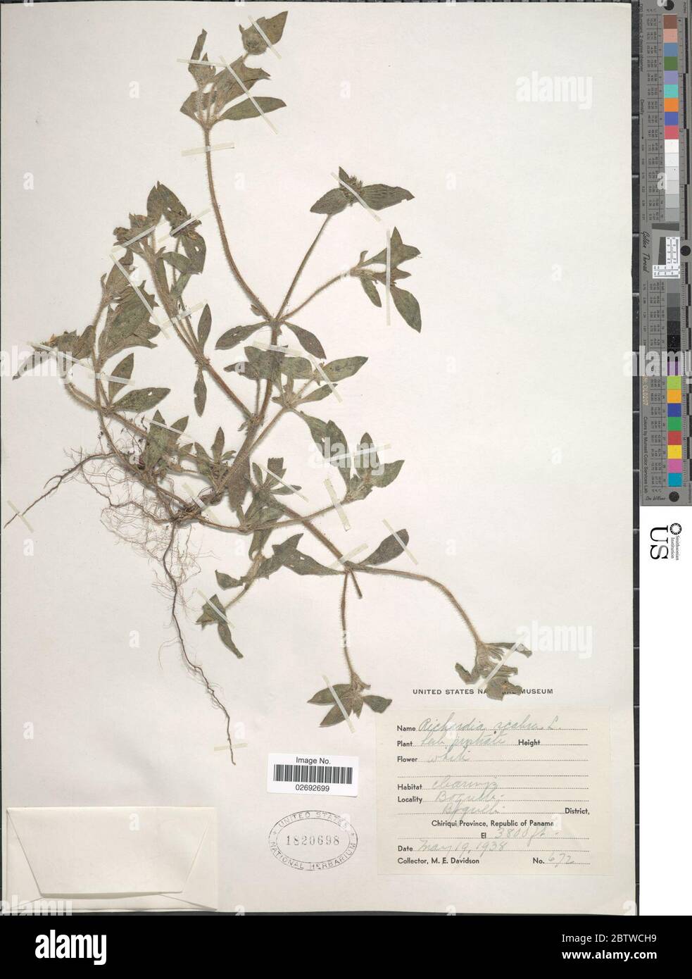 Richardia scabra hi-res stock photography and images - Alamy