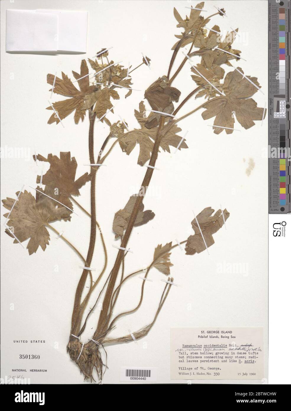 Ranunculus occidentalis var nelsonii DC LD Benson. Stock Photo