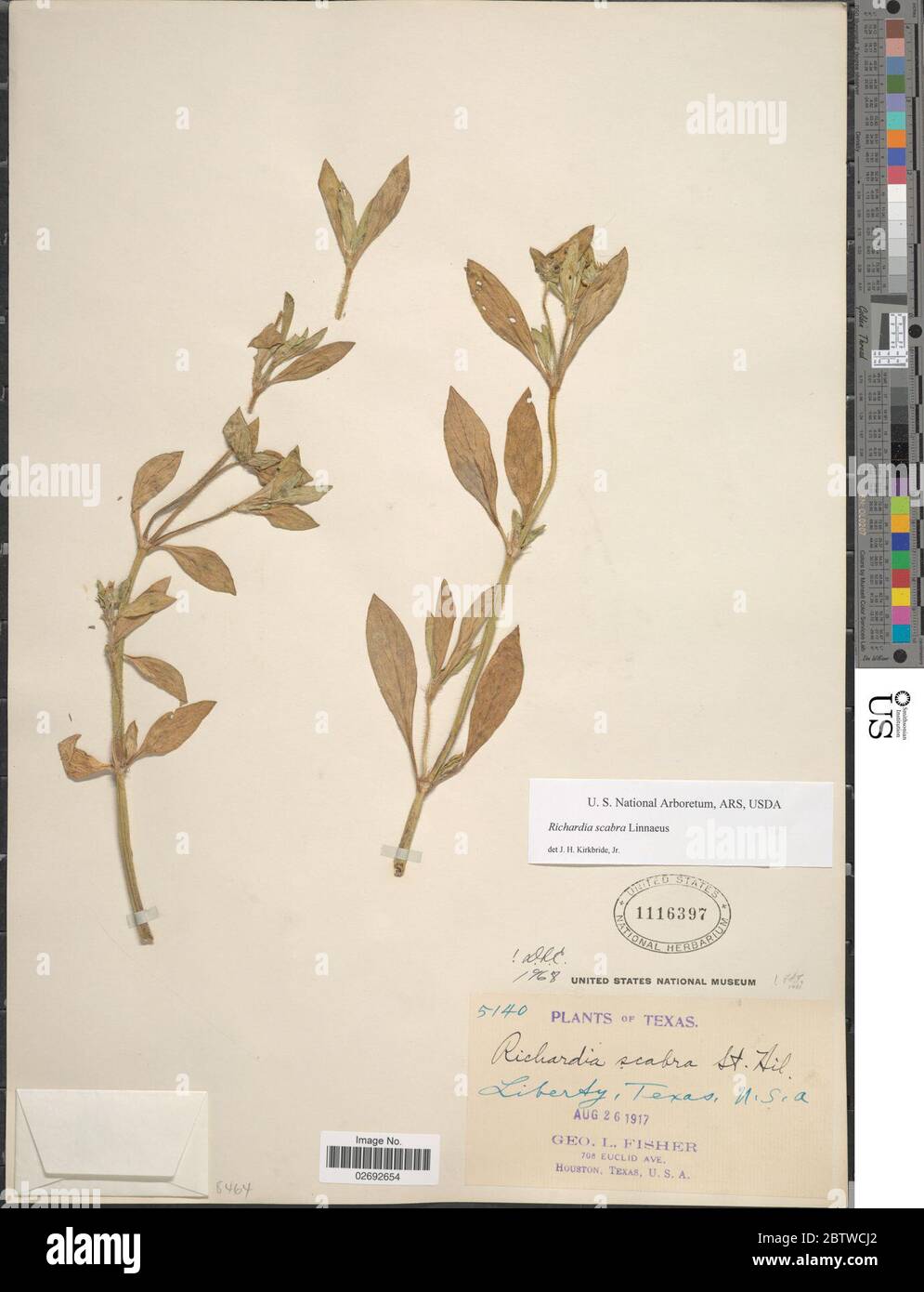 Richardia scabra hi-res stock photography and images - Alamy