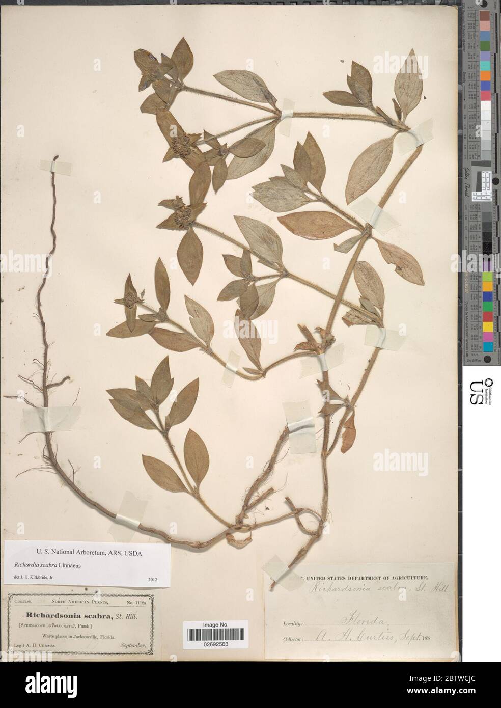 Richardia scabra hi-res stock photography and images - Alamy