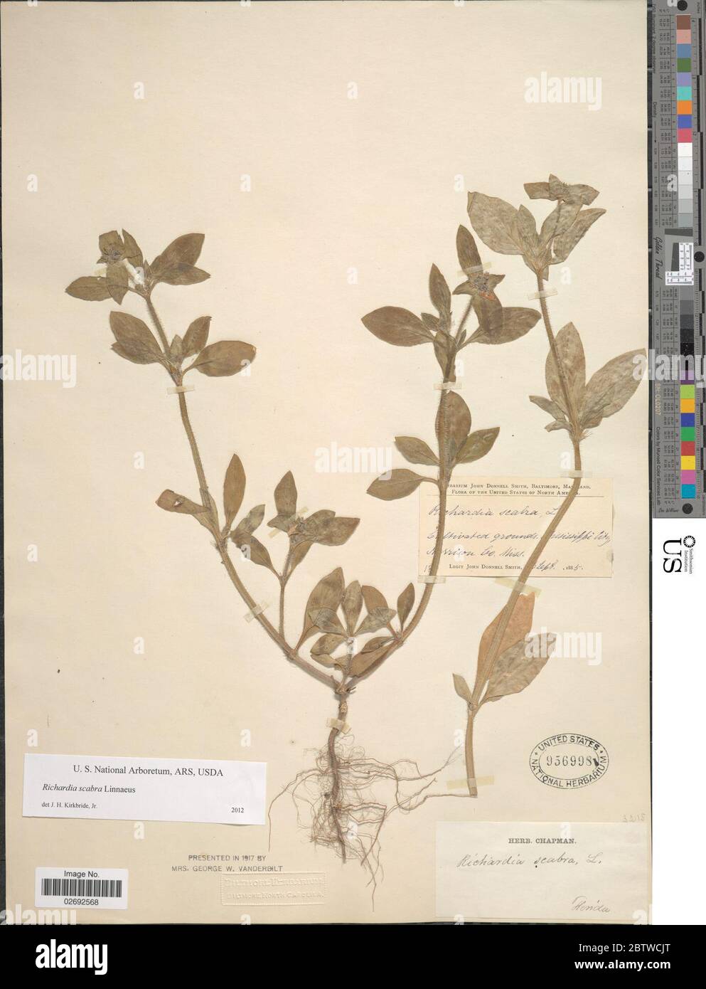 Richardia scabra hi-res stock photography and images - Alamy