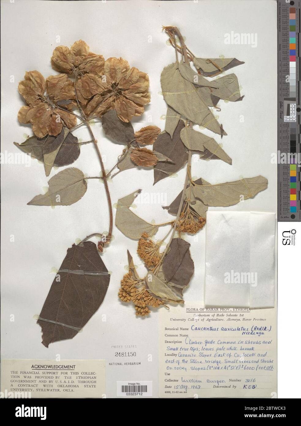 Caucanthus auriculatus Radlk Nied. 12 Jul 20191 Stock Photo