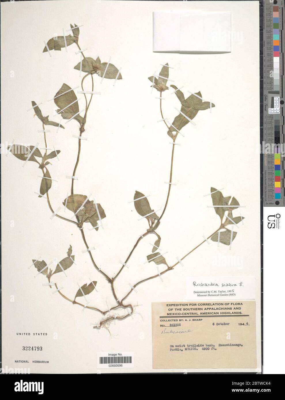 Richardia scabra hi-res stock photography and images - Alamy