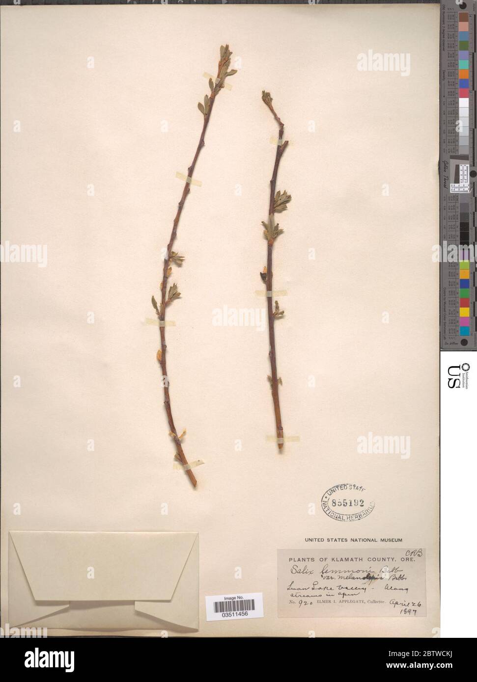 Salix lemmonii Bebb. Stock Photo