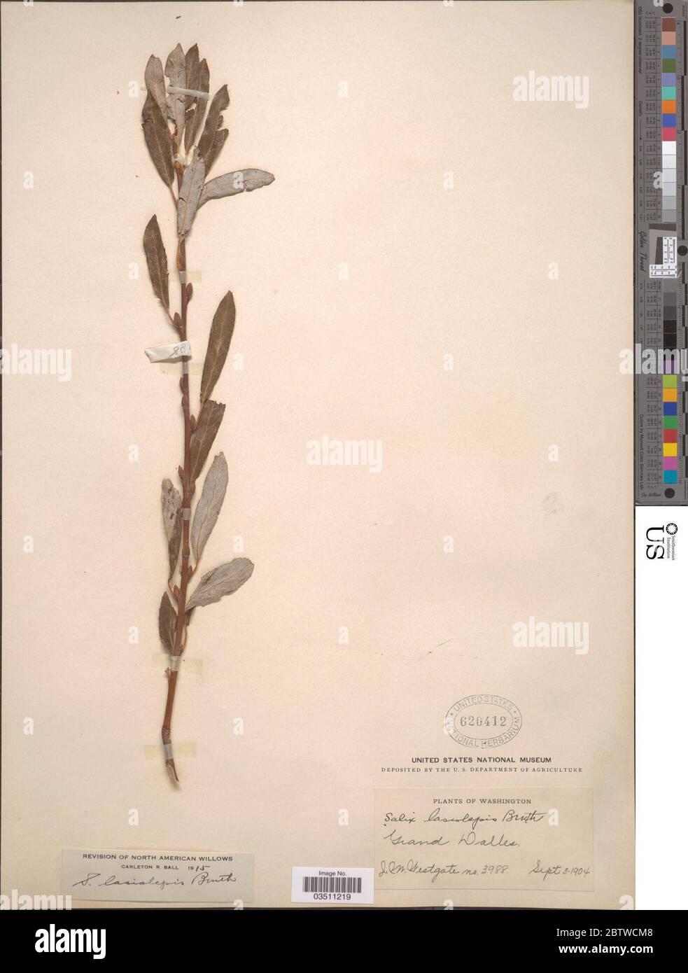 Salix lasiolepis Benth. Stock Photo